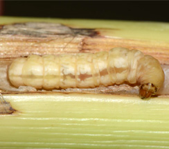 Top borer